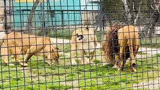 Олега Зубкова официально пригласили в Москву на празднование КРЫМСКОЙ ВЕСНЫ ( наша программа)