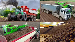 Potato Harvest and Storage | Fendt 824 - MAN Agrar Truck - AVR Puma 4.0 | vd Borne Aardappelen