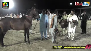 Shaheen l Horse Dance l Tibi Hamid Sahou Sahiwal ll 28 July 2021