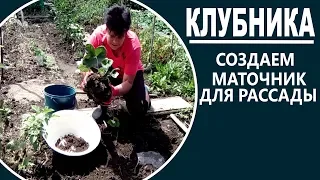 Зачем и как я делаю маточник для рассады клубники  Как размножить клубнику