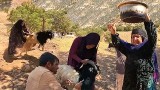 A Busy Day at Grandma's Farm with Goat's Vaccinations