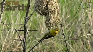 WildEarth - Sunrise Safari - December 20, 2019