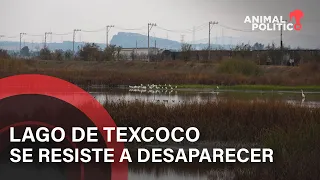 Lago de Texcoco se resiste a desaparecer