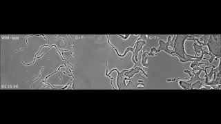 Stigmergy co-ordinates multicellular collective behaviours during Myxococcus xanthus surface