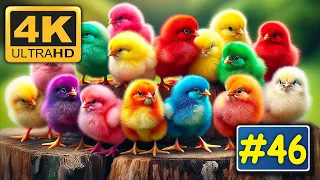 Ayam Lucu Dunia, Ayam Warna Warni, Anak Ayam Pelangi Warna Warni Lucu Unik,HewanLucu, KucingLucu #46