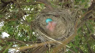 Robin 🐦 eggs are hatched.