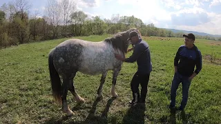 Коні Ваговози. ПРОДАЄТЬСЯ ШПАЧКА!