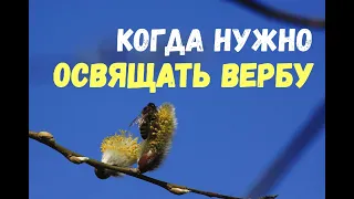 Когда правильно освящать вербу? Чудодейственные свойства освящённой вербы!