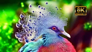 Exclusive Birds Collection in 8k HDR Beautiful birds in Earth