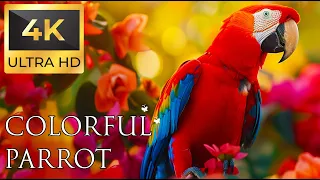 Birds 4K VIDEO UHD - Parrot Sound - Relaxing Music | Relaxing Safari