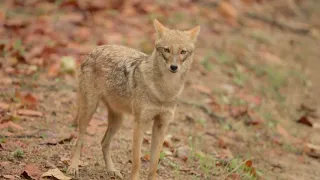 Watch this curious Indian jackal take a leisurely stroll on the road