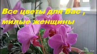 Женский день/Праздник/Цветы для женщин