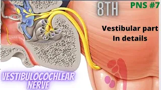 Vestibulocochlear nerve (8th cranial nerve). Vestibular part in details | PNS#7