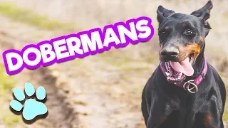 Cutest and Funniest Doberman Dogs | #thatpetlife