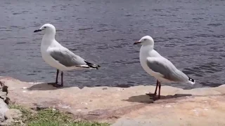 Silver Gulls ( Seagulls ) - Australian Bird | Short Documentary