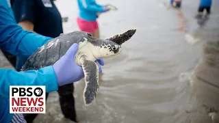 Dozens of endangered sea turtles released off the coast of Georgia