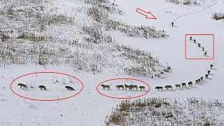 Savez-vous comment fonctionne une meute de loups ?