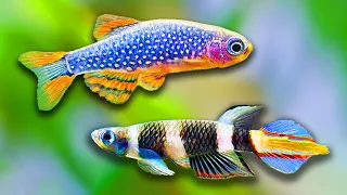 Top 10 Fish For 5 Gallon Aquarium (Besides Bettas!)