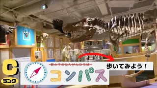 【古生物スポット】国立科学博物館地球館 歩いてみよう！コンパス (National Museum of Nature and Science,Tokyo)