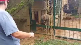 Monkey Throwing Shit and Freaking Out