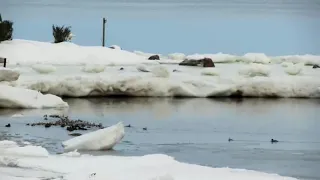 Морянки. Княжая Губа.