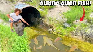 I Found HIDDEN TUNNEL Filled With Albino ALIEN FISH!