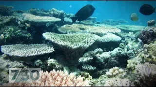 The Reef Pt 2: Could farming changes help save the Great Barrier Reef?