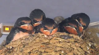 Don’t Tear Down Barn Swallow Nests! A Simple Solution for Poop
