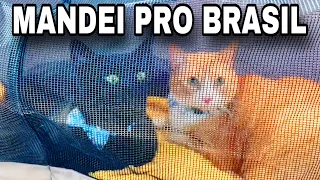 MANDEI MEUS GATOS PARA O BRASIL 🇧🇷 + SHOW DO REBELDE