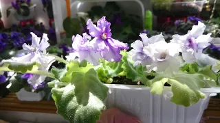 African violet - special  Jan 2021