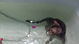 Бенгал плавает😻|| Bengal kitten is swimming | Calva Dorsa