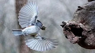 Nesting black-crested titmouses: Egg-laying, incubation, and 5 tiny chicks