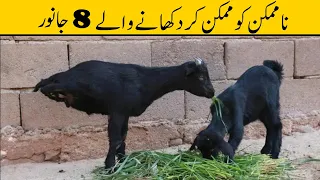 8 Animals Which Survived The Impossible | Urdu/Hindi