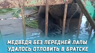 Медведя без передней лапы удалось отловить в Братске
