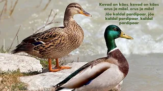 Laul "Kevad on käes" (M. Pullerits)