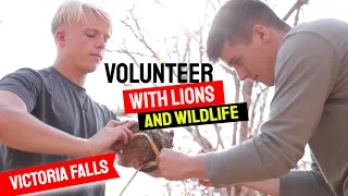 Lion Conservation and Wildlife Research Project: A Volunteer's Take