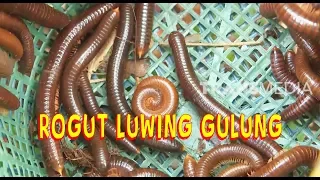 ROGUT LUWING GULUNG | JEJAK SI GUNDUL (06/02/20) Part 1