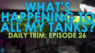 WHAT'S HAPPENING TO ALL MY TANKS? | DAILY TRIM 26