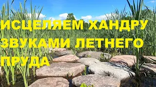 ПЕНИЕ КАМЫШОВКИ В ДУЭТЕ С ЛЯГУШКАМИ СОЗДАДУТ УЮТНУЮ АТМОСФЕРУ ТЕПЛА,ДОБРА И СПОКОЙСТВИЯ.