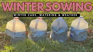 WINTER SOWING CARE | winter care, watering, temperature craziness, garden planting & more