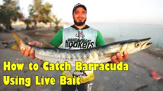 The Step-by-step Video on How To Catch Barracuda Using Live Bait By the Shore of Abu Dhabi