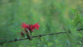 Hummingbird Feeder