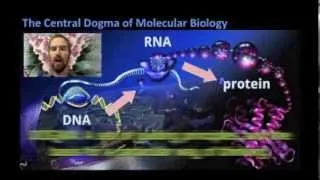 Biology 06-1 The Central Dogma of Molecular Biology
