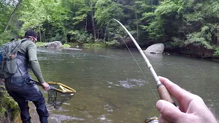TROUT Fishing with GULP Minnows