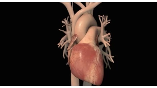 Treatment Options for Heart Failure | Nucleus Health