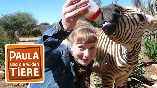 Eine Herde für Zebra Benny | Reportage für Kinder | Paula und die wilden Tiere
