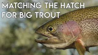 Matching the Hatch for Big Trout