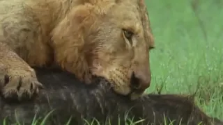 Lion Pride vs Buffalo | BBC Earth