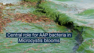 Cyanobacterial bloom interactome and a central role for AAP bacteria in nutrient cycling