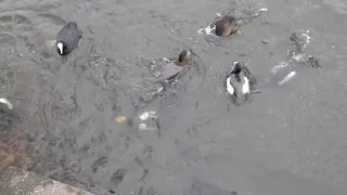 Tufted Ducks' underwater feeding frenzy